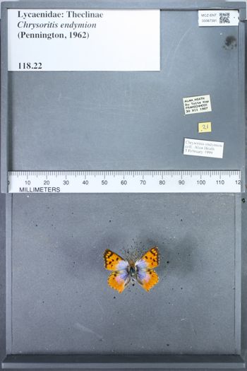 Media type: image;   Entomology 67391